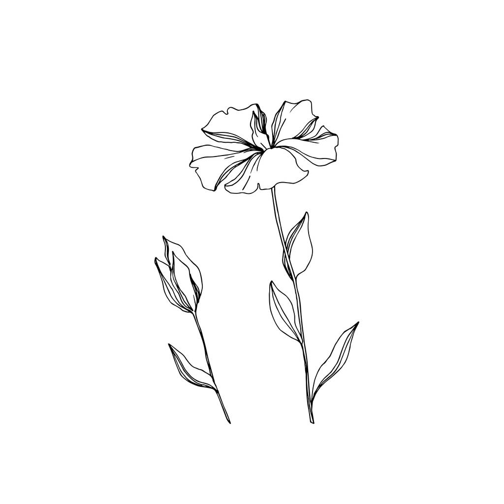 Vektor len virágos botanikai virágok. Fekete-fehér vésett tinta Art. Az elszigetelt len illusztrációs elem. - Vektor, kép