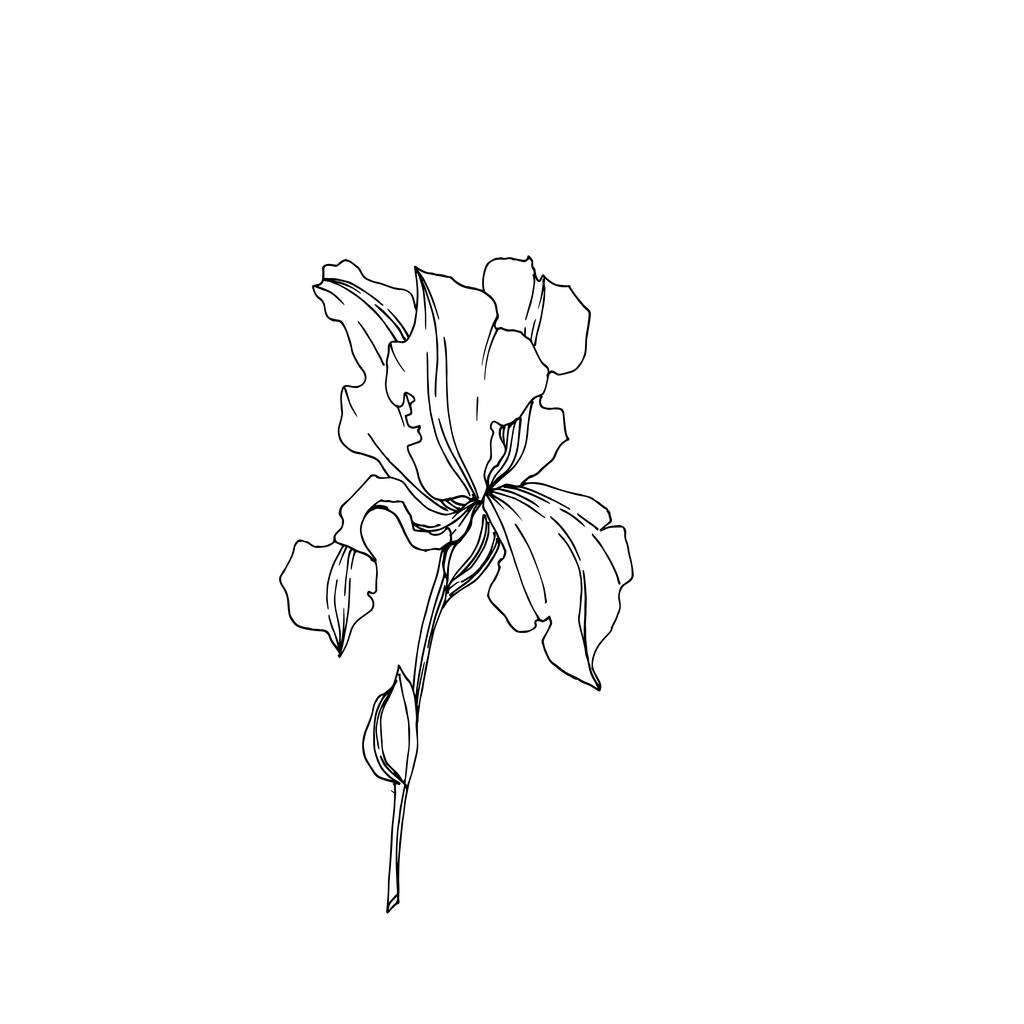 Векторные ирис цветочные ботанические цветы. Черно-белый рисунок чернил. Изолированные ирисы
. - Вектор,изображение