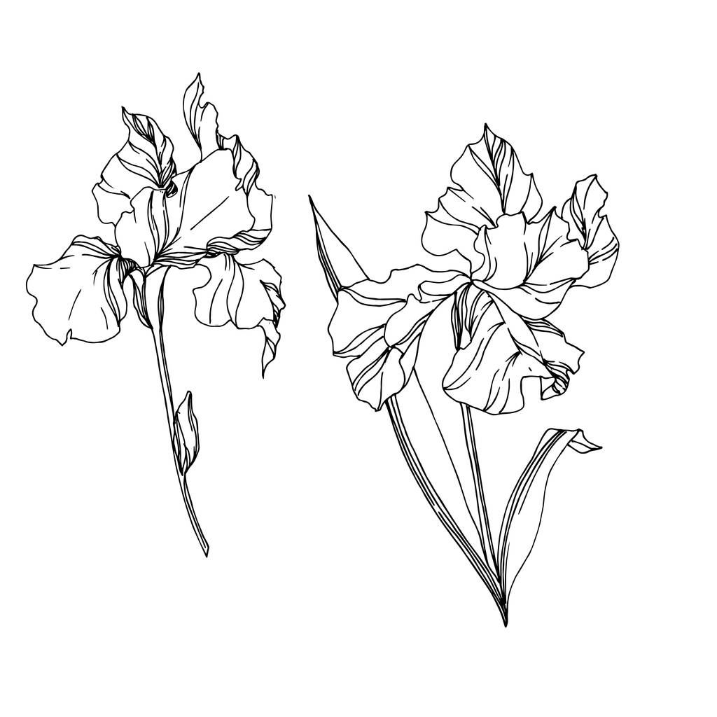 Vector Iris flores botánicas florales. Tinta grabada en blanco y negro. Elemento ilustrativo de iris aislado
. - Vector, Imagen