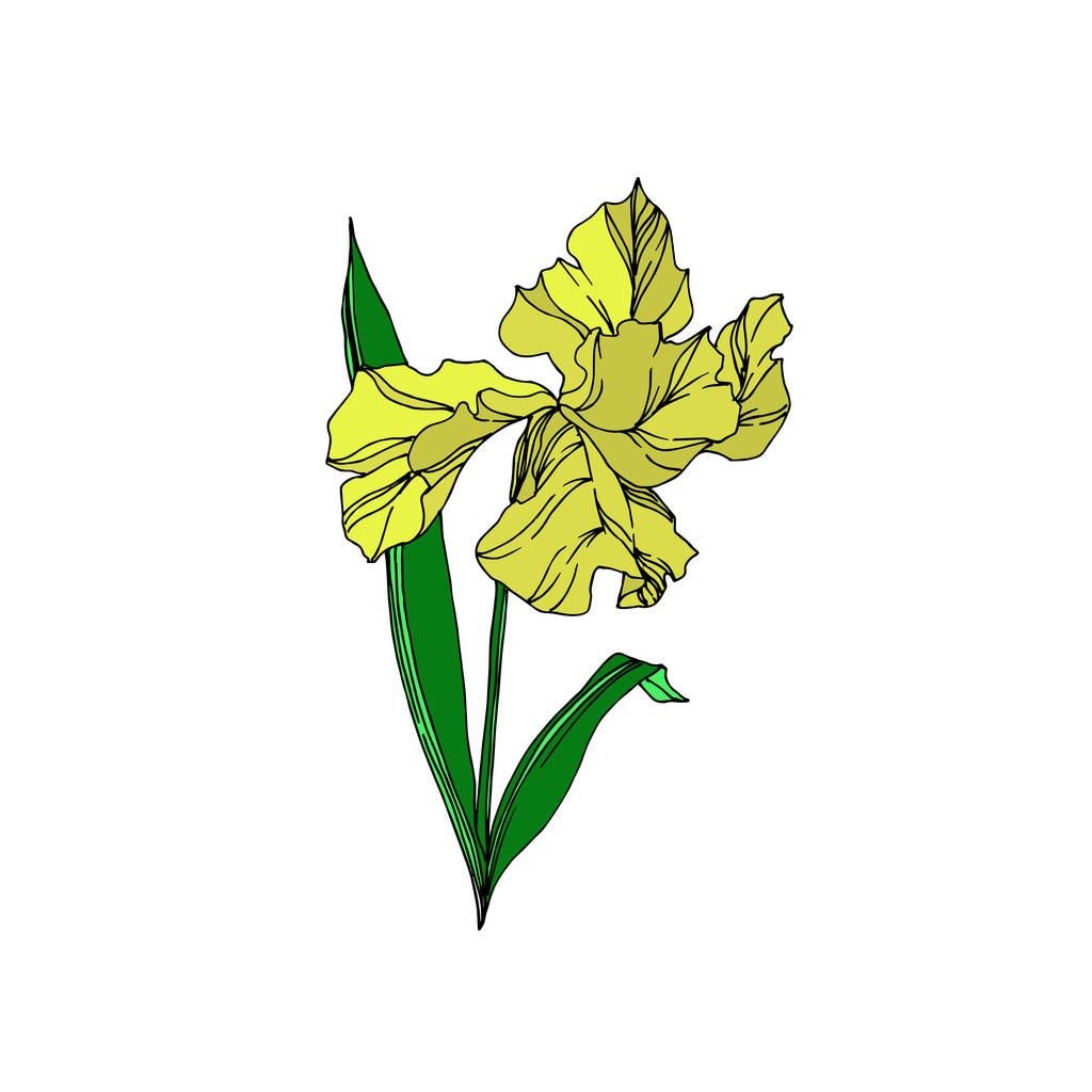 Vecteur Iris fleurs botaniques florales. Encre gravée en noir et blanc. Iris isolé élément d'illustration
. - Vecteur, image