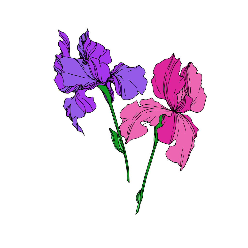 Fiori botanici floreali del vettore Iris. Inchiostro inciso in bianco e nero art. Elemento di illustrazione delle iridi isolate
. - Vettoriali, immagini