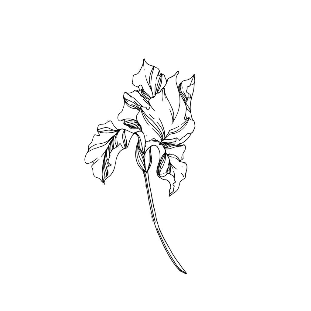 Vektör Iris çiçek botanik çiçekler. Siyah ve beyaz oyulmuş mürekkep sanatı. Yalıtılmış irises illüstrasyon elemanı. - Vektör, Görsel