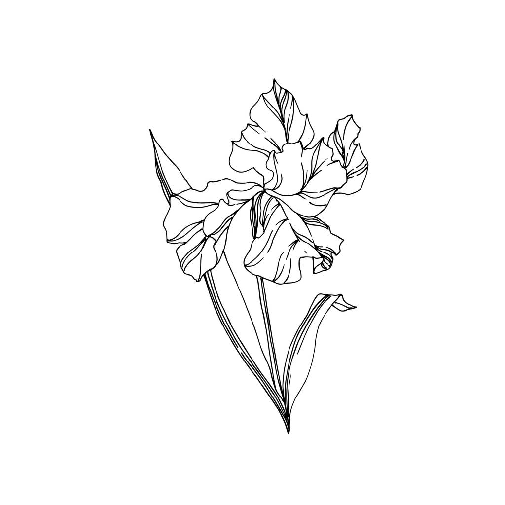 Vector Iris flores botánicas florales. Tinta grabada en blanco y negro. Elemento ilustrativo de iris aislado
. - Vector, Imagen