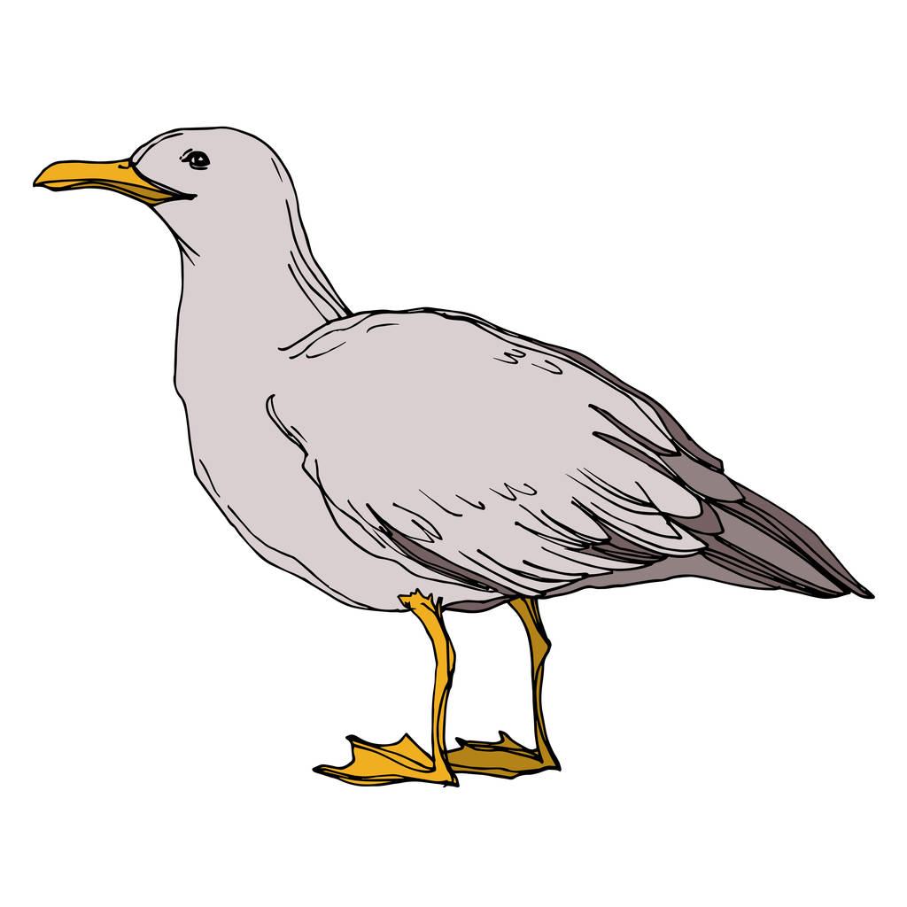 Vector niebo ptak Seagull w dzikiej przyrody na białym tle. Czarno-biała grawerowana sztuka atramentu. Mewa na białym tle element ilustracji. - Wektor, obraz