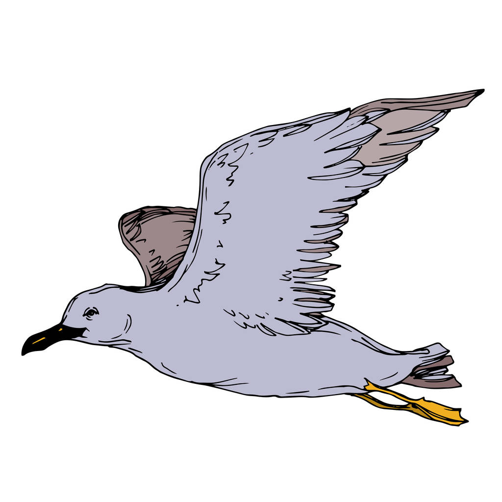 Vector niebo ptak Seagull w dzikiej przyrody na białym tle. Czarno-biała grawerowana sztuka atramentu. Mewa na białym tle element ilustracji. - Wektor, obraz