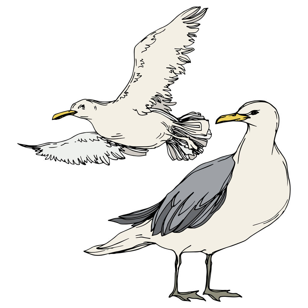 Sky Bird Seagull in een Wildlife. Zwart-wit gegraveerd Ink Art. Geïsoleerde meeuw illustratie element. - Vector, afbeelding