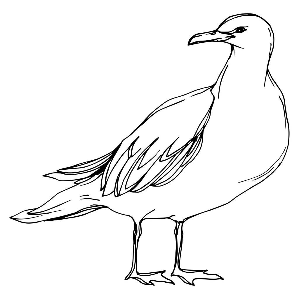 Niebo ptak Seagull w dzikiej przyrody. Czarno-biała grawerowana sztuka atramentu. Izolowany element ilustracji. - Wektor, obraz