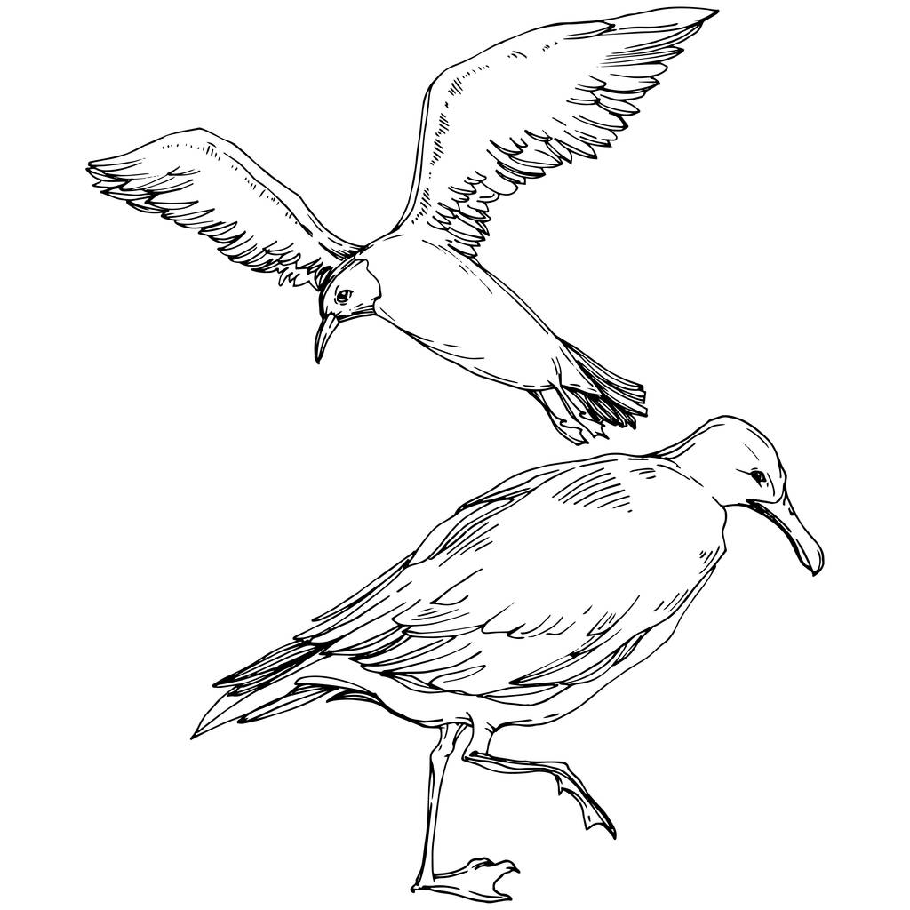 Sky Bird Seagull in een Wildlife. Zwart-wit gegraveerd Ink Art. Geïsoleerde meeuw illustratie element. - Vector, afbeelding