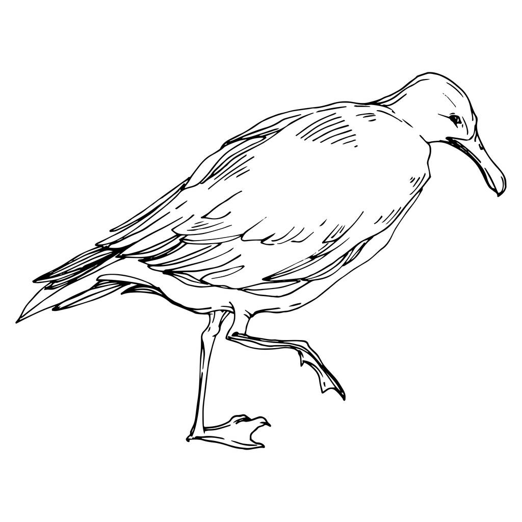 Sky madár sirály a vadon élő állatok. Fekete-fehér vésett tinta Art. Az elszigetelt sirály illusztrációs elem. - Vektor, kép