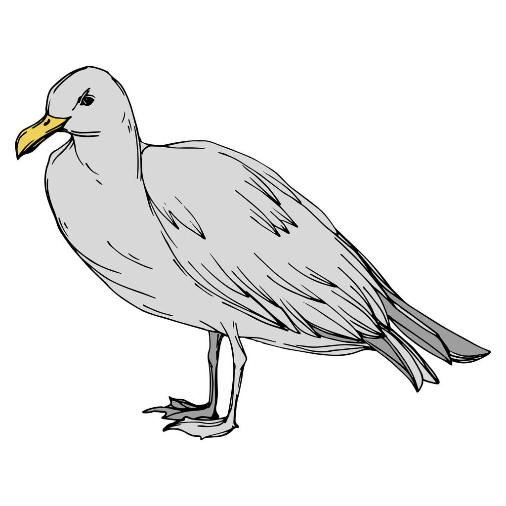Niebo ptak Seagull w dzikiej przyrody. Czarno-biała grawerowana sztuka atramentu. Izolowany element ilustracji. - Wektor, obraz