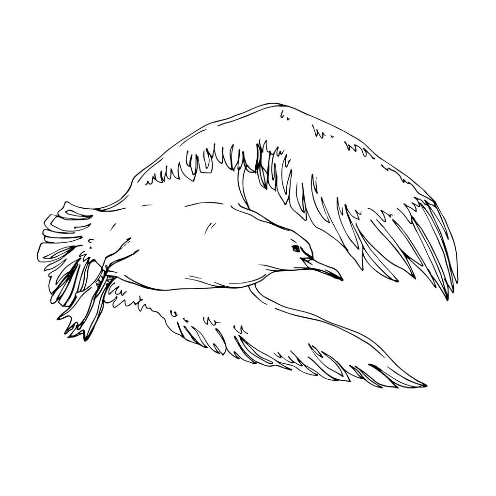 Вектор Скай птах чайка в дикій природі. Чорно-біле гравірування чорнила. Ізольований елемент ілюстрації чайки
. - Вектор, зображення