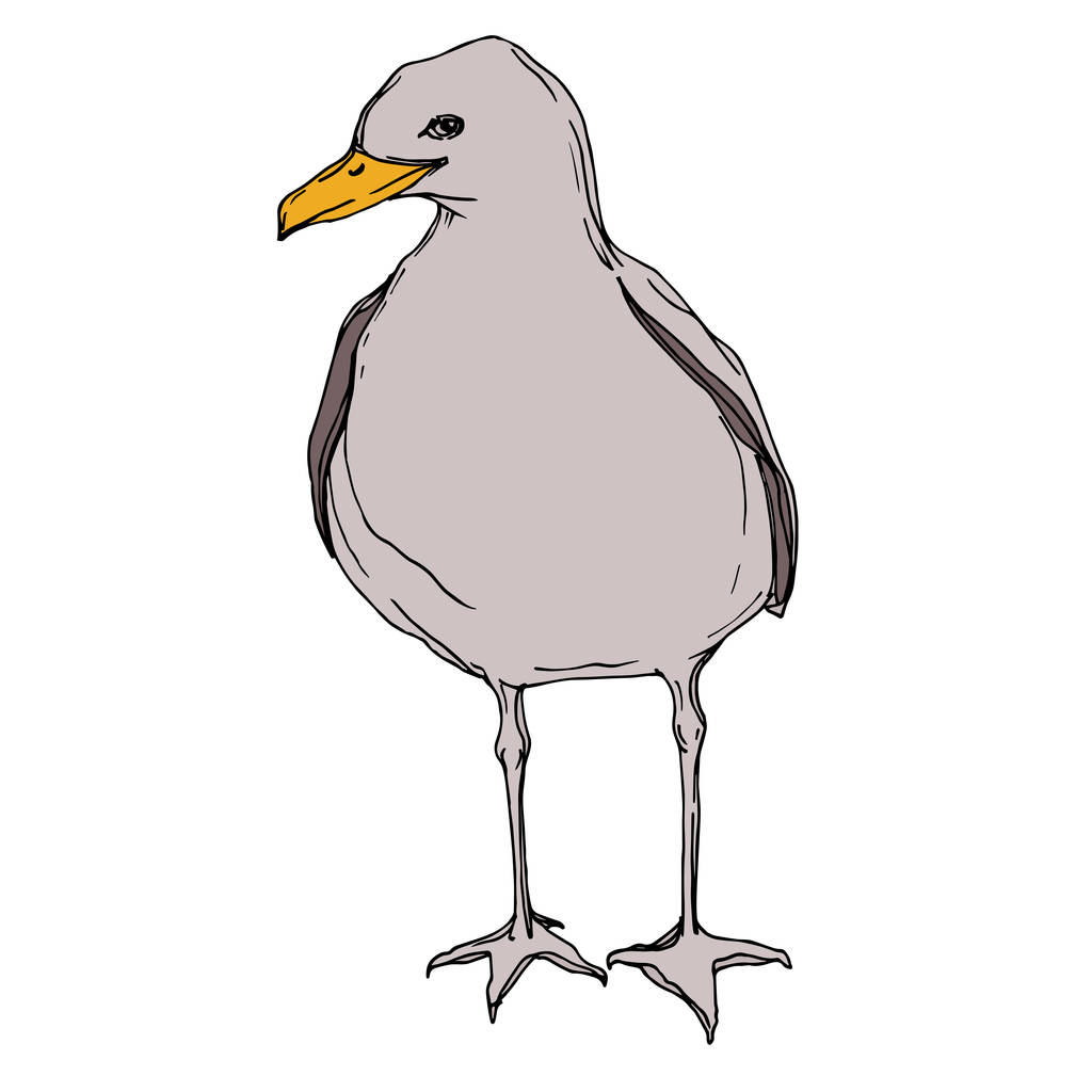 Vector Sky pájaro gaviota en una fauna. Tinta grabada en blanco y negro. Elemento ilustrativo de gaviota aislada
. - Vector, Imagen
