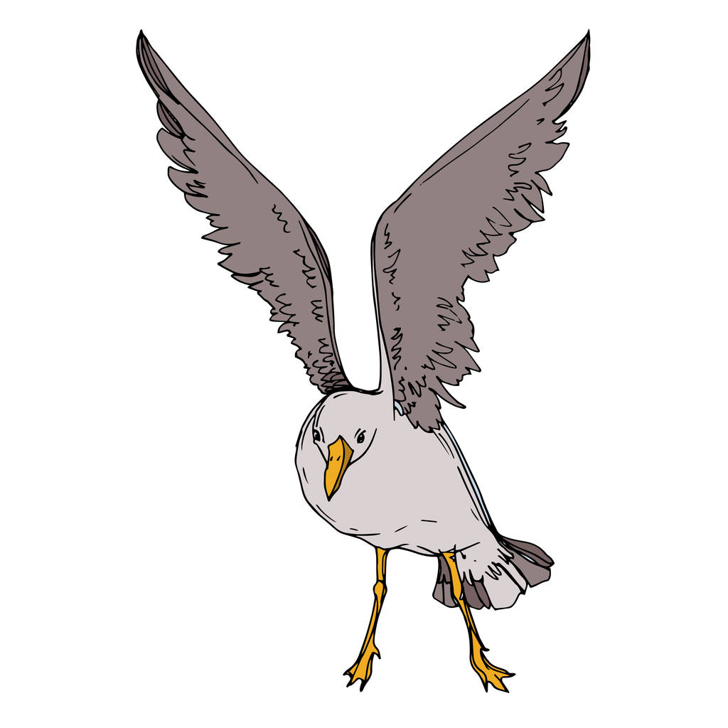 Vector niebo ptak Seagull w dzikiej przyrody. Czarno-biała grawerowana sztuka atramentu. Mewa na białym tle element ilustracji. - Wektor, obraz