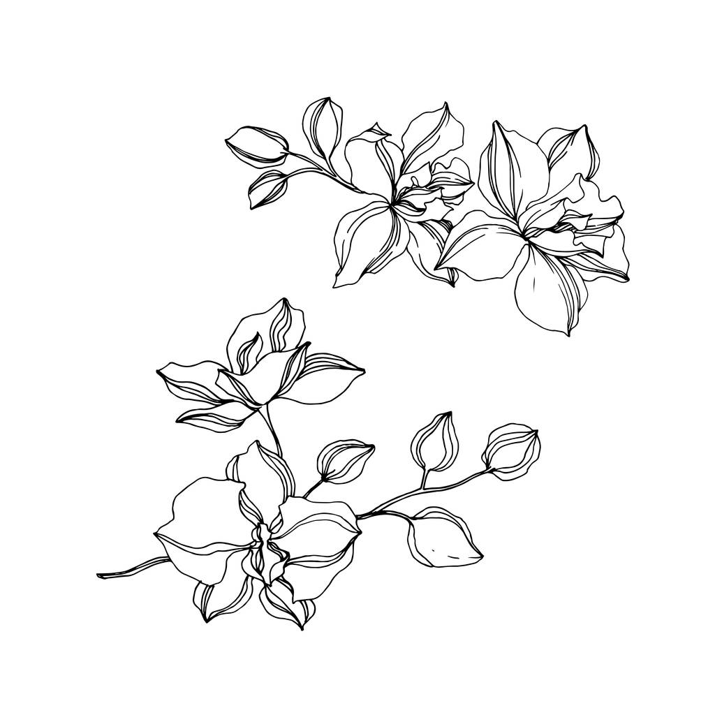 Векторна орхідея квіткові ботанічні квіти. Чорно-біле гравірування чорнила. Ізольовані орхідеї елемент ілюстрації
. - Вектор, зображення