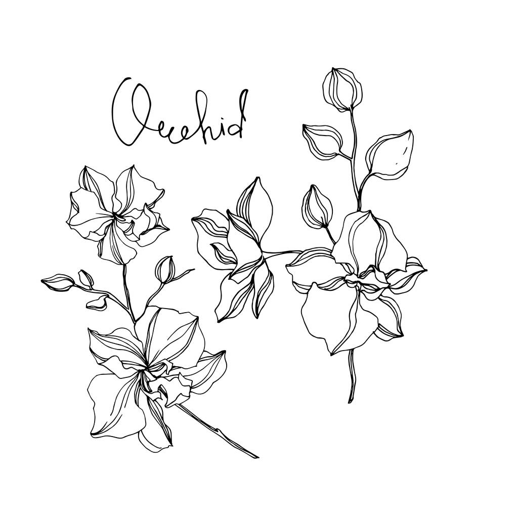 Fleurs botaniques florales d'orchidée de vecteur. Encre gravée en noir et blanc. Élément d'illustration d'orchidées isolées
. - Vecteur, image