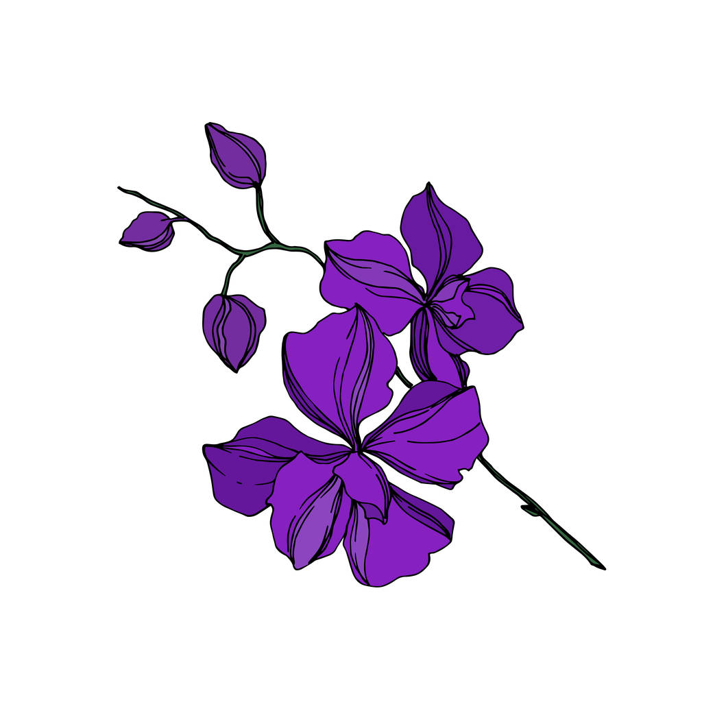Fleurs botaniques florales d'orchidée de vecteur. Encre gravée noire et violette. Élément d'illustration d'orchidées isolées
. - Vecteur, image