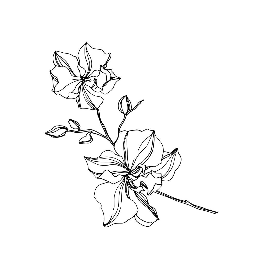 Векторна орхідея квіткові ботанічні квіти. Чорно-біле гравірування чорнила. Ізольовані орхідеї елемент ілюстрації
. - Вектор, зображення