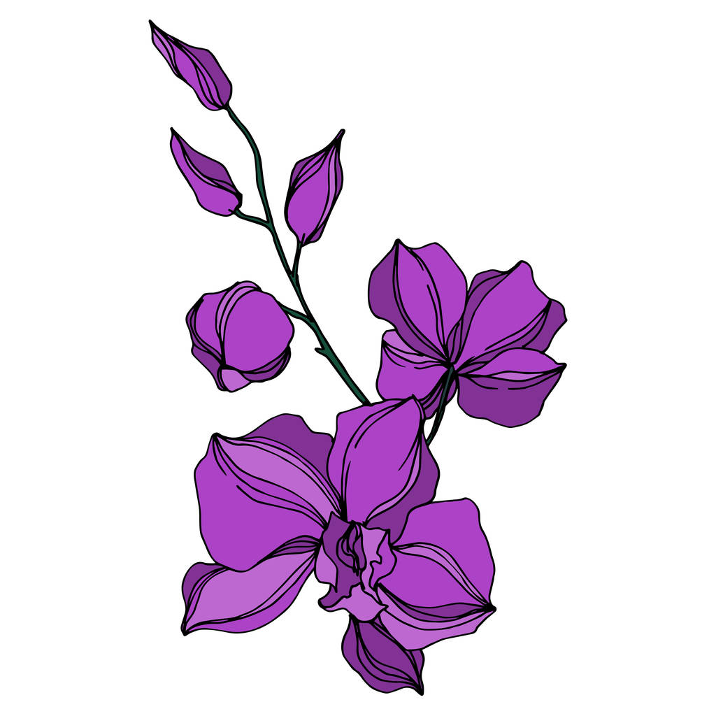 Vector Orchid flores botánicas florales. Tinta grabada en blanco y negro. Elemento ilustrativo de orquídeas aisladas
. - Vector, imagen