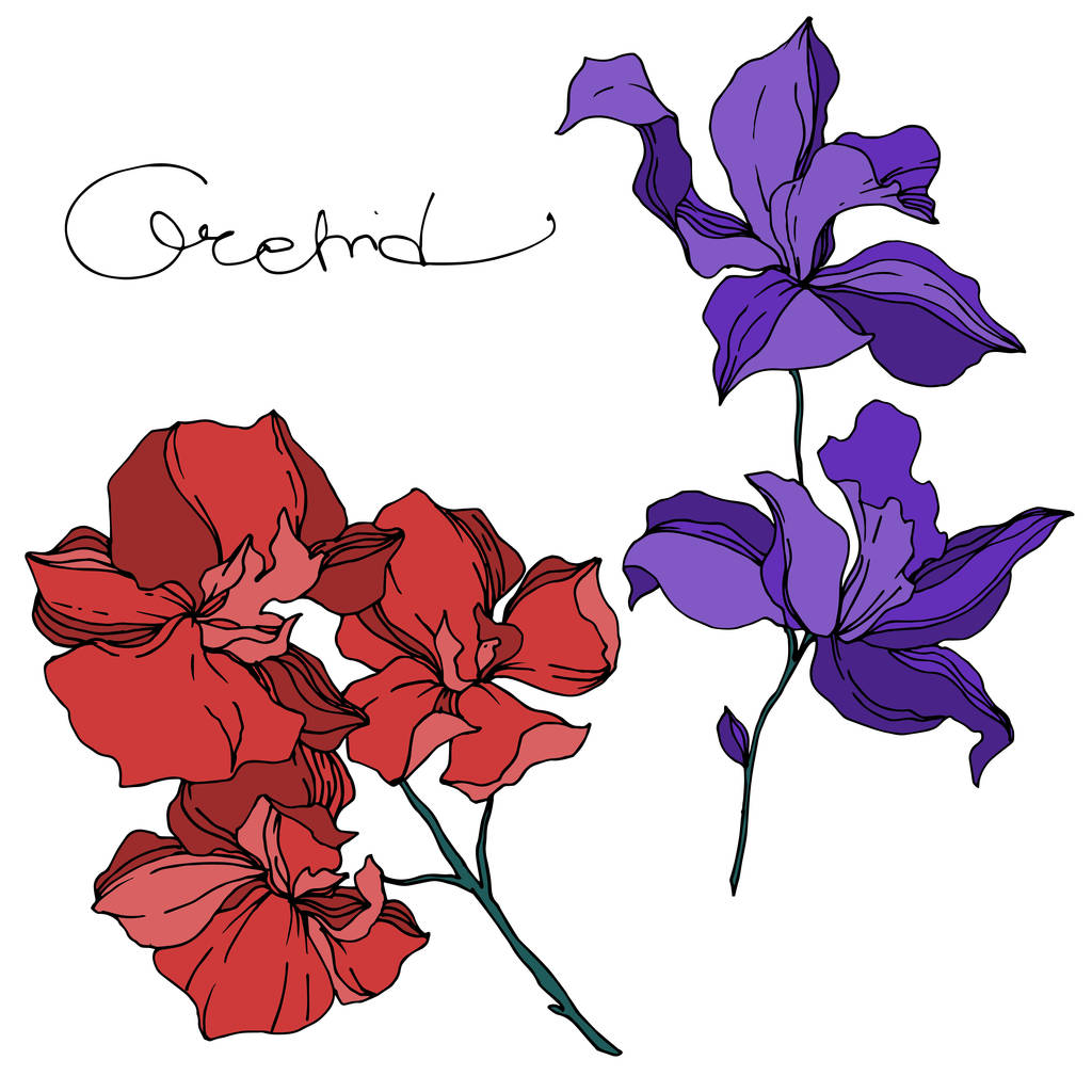 Vector Orchid flores botânicas florais. Tinta gravada a preto e branco. Elemento de ilustração isolado das orquídeas
. - Vetor, Imagem