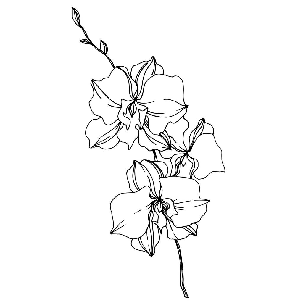 Vektorové orchideje květinové botanické květiny. Černé a bílé ryté inkoustem. Izolované orchideje, ilustrace. - Vektor, obrázek