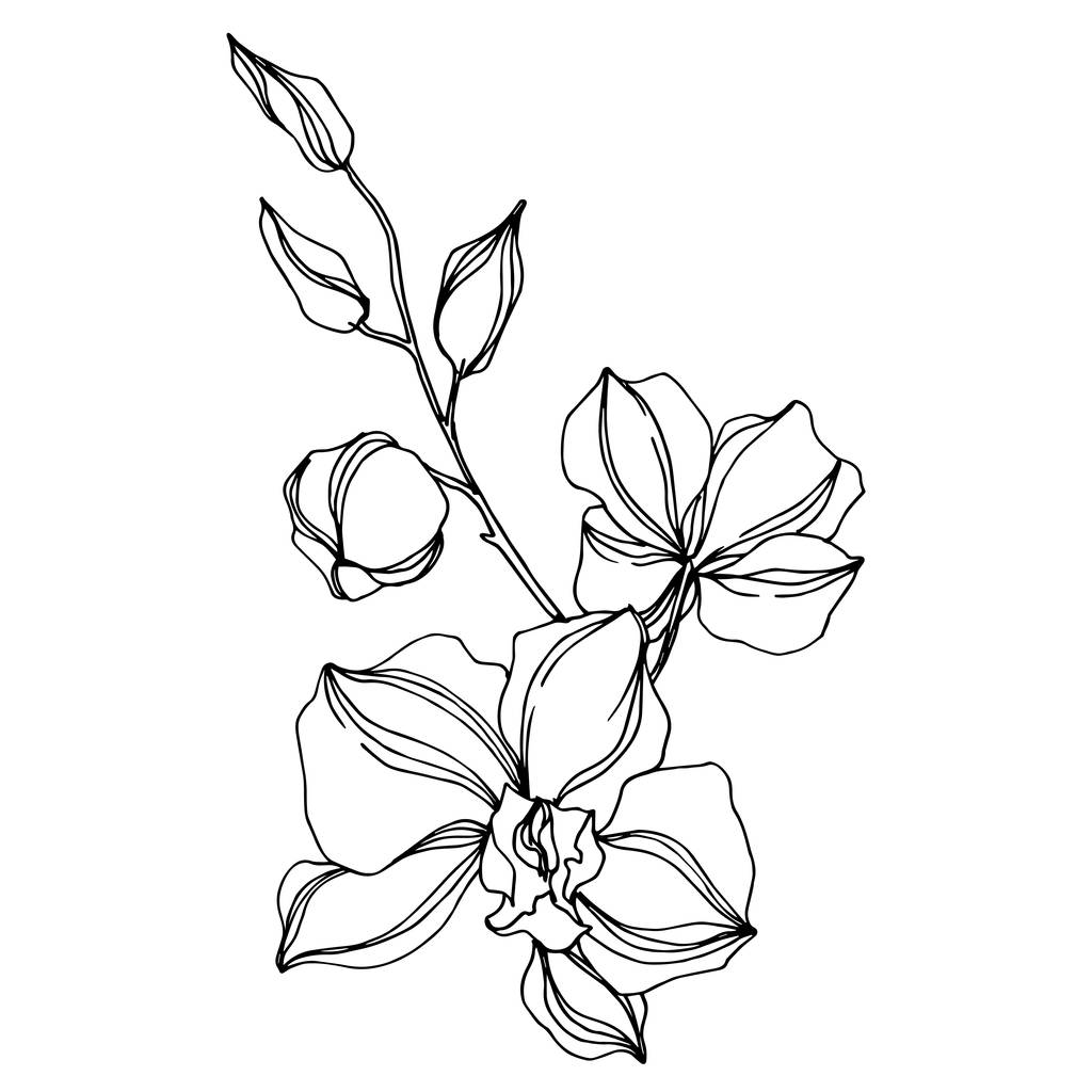 Floral βοτανικό λουλούδια. Μαύρο και άσπρο χαραγμένο μελάνι τέχνης. Μεμονωμένο στοιχείο απεικόνισης ορχιδέες. - Διάνυσμα, εικόνα