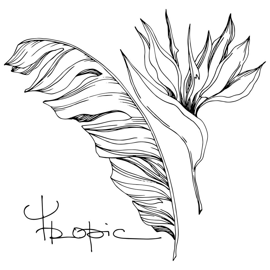 ベクトルパームビーチの木はジャングルの花を残します。黒と白の彫刻インクアート。孤立した花のイラスト要素. - ベクター画像