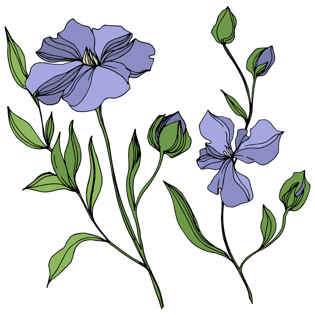 Vektor Flachs florale botanische Blumen. Schwarz-weiß gestochene Tuschekunst. isoliertes Flachs-Illustrationselement. - Vektor, Bild