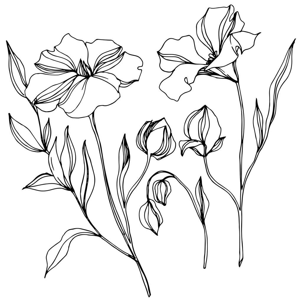 Vektör Keten çiçek botanik çiçekler. Siyah ve beyaz oyulmuş mürekkep sanatı. İzole keten illüstrasyon elemanı. - Vektör, Görsel