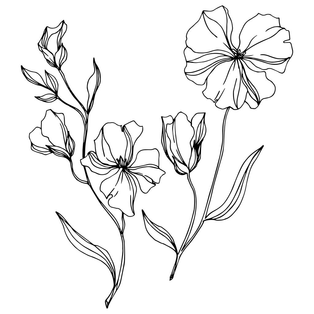 Vector Flax flores botânicas florais. Tinta gravada a preto e branco. Elemento de ilustração isolado do linho
. - Vetor, Imagem