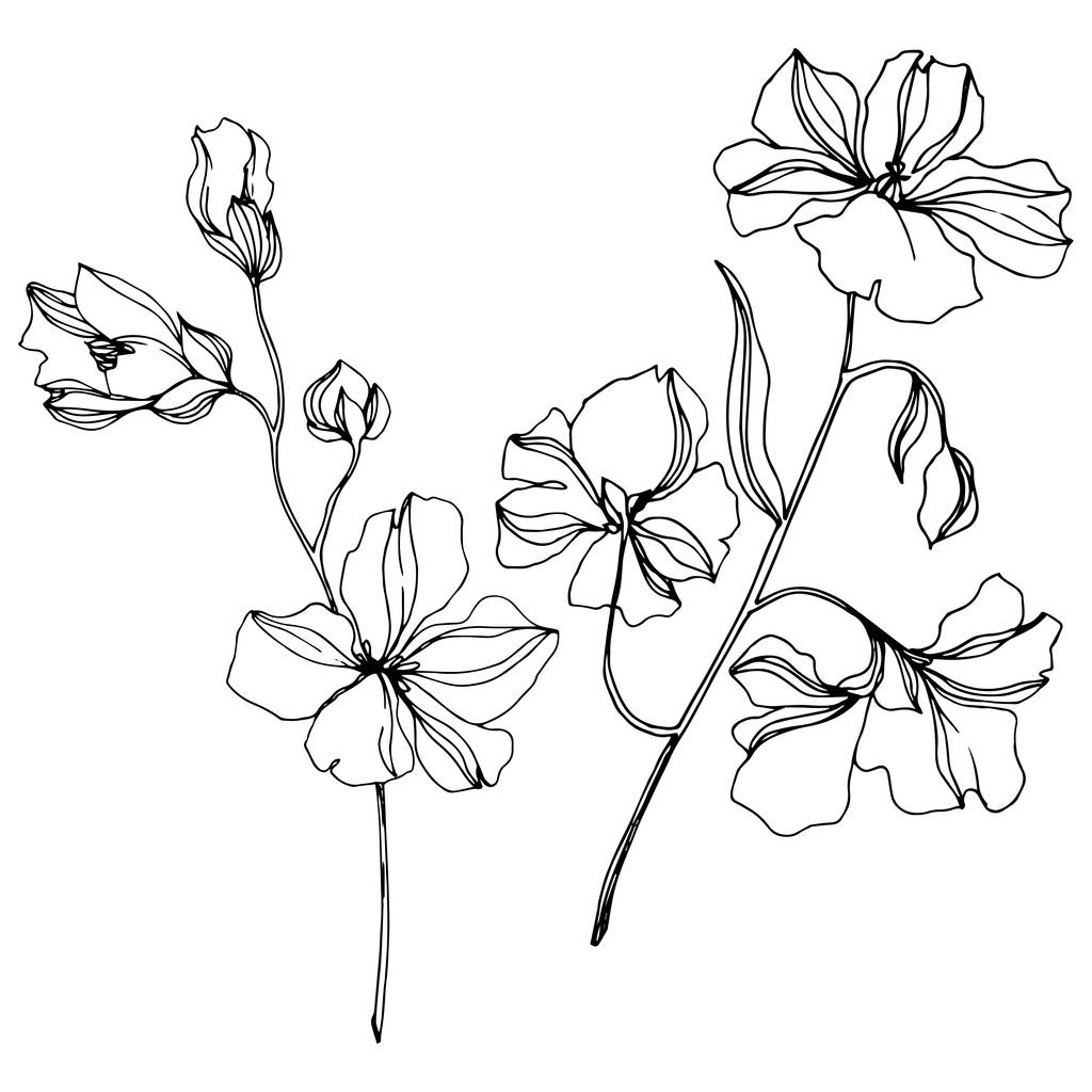 Vector Flax цветочные ботанические цветы. Черно-белый рисунок чернил. Изолированный льняной иллюстрационный элемент
. - Вектор,изображение