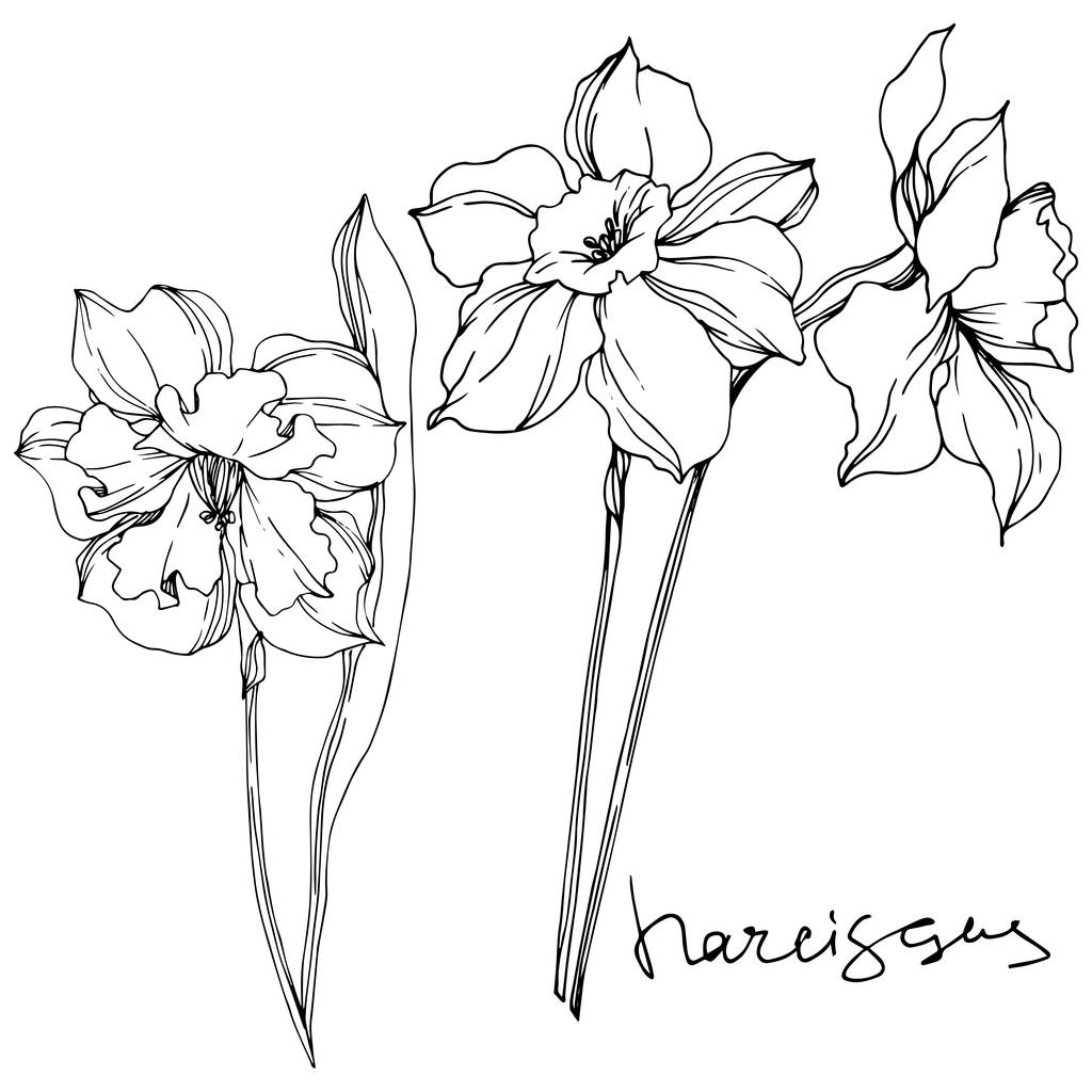 Vector Narcissus flores botánicas florales. Tinta grabada en blanco y negro. Elemento de ilustración narciso aislado
. - Vector, Imagen