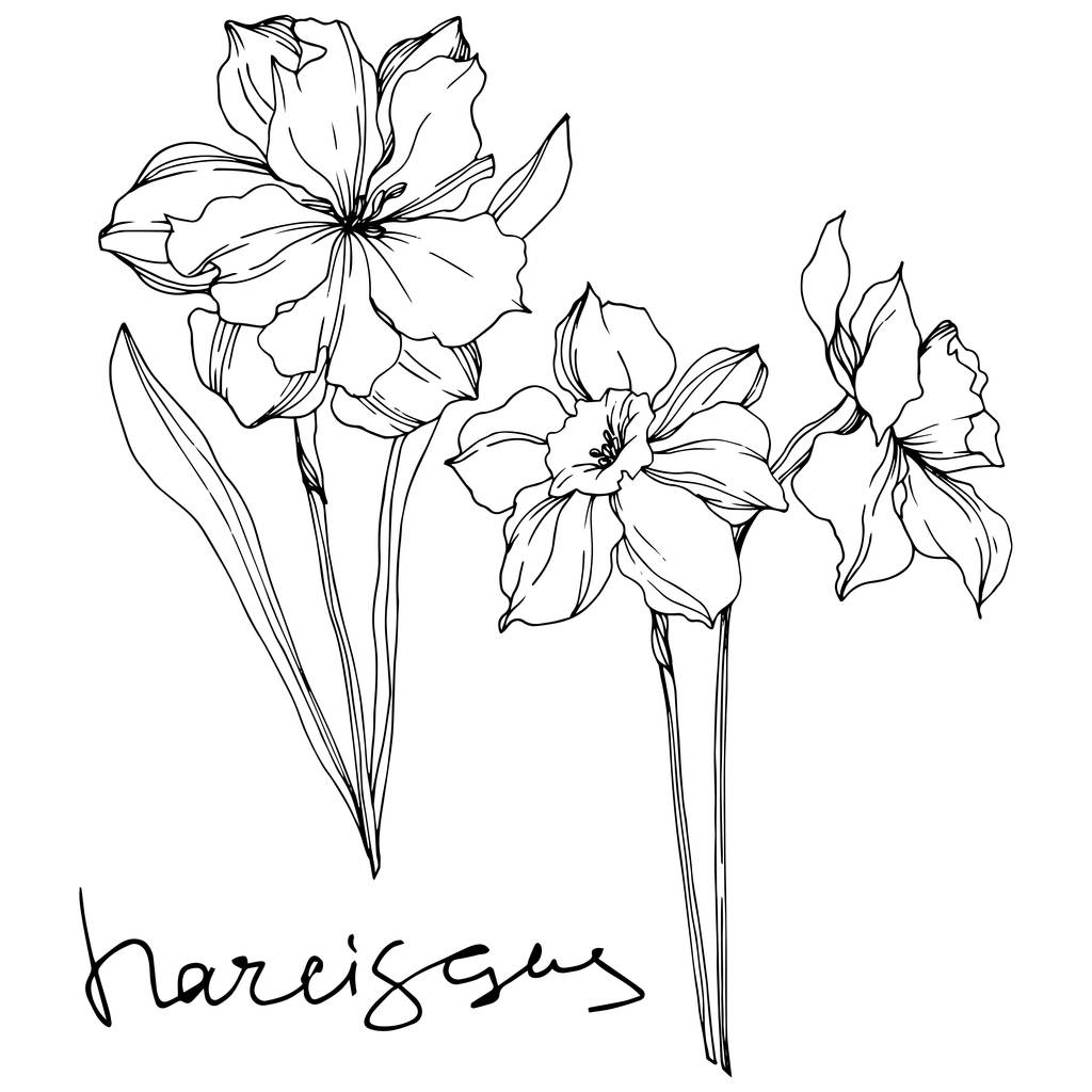 Vektör Narcissus çiçek botanik çiçekler. Siyah ve beyaz oyulmuş mürekkep sanatı. İzole narcissus illüstrasyon elemanı. - Vektör, Görsel