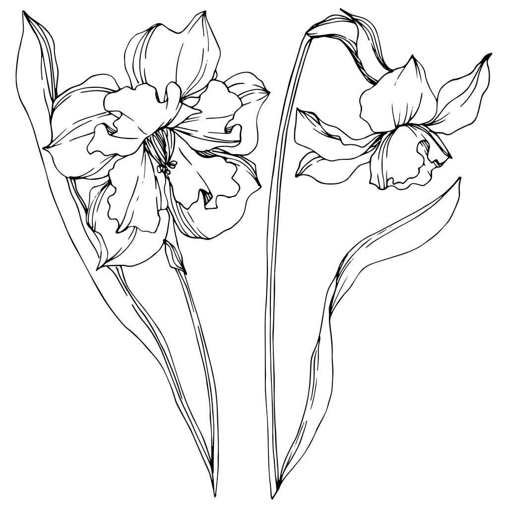 Вектор Нарцисс цветочные ботанические цветы. Черно-белый рисунок чернил. Изолированный элемент иллюстрации нарцисса
. - Вектор,изображение