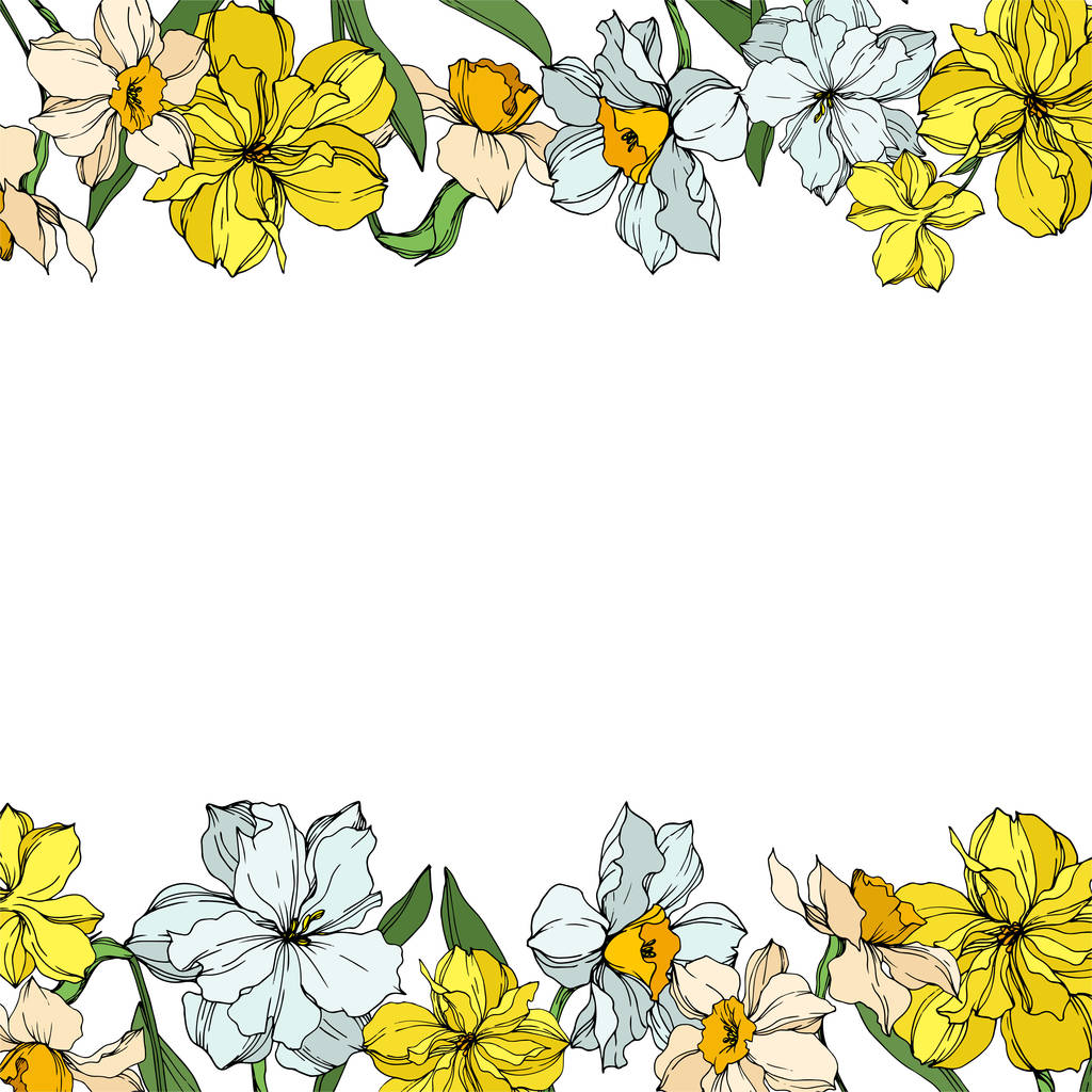 Květinové botanické květiny Vector Narcissus. Černé a bílé ryté inkoustem. Orámovaná hranatá hranice. - Vektor, obrázek