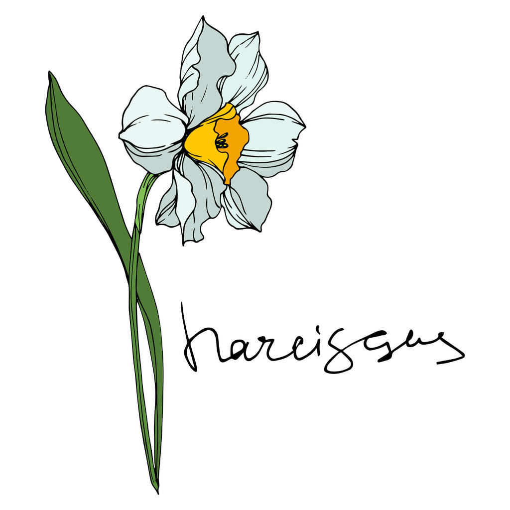 Vector Narcissus flores botánicas florales. Tinta grabada en blanco y negro. Elemento de ilustración narciso aislado
. - Vector, imagen