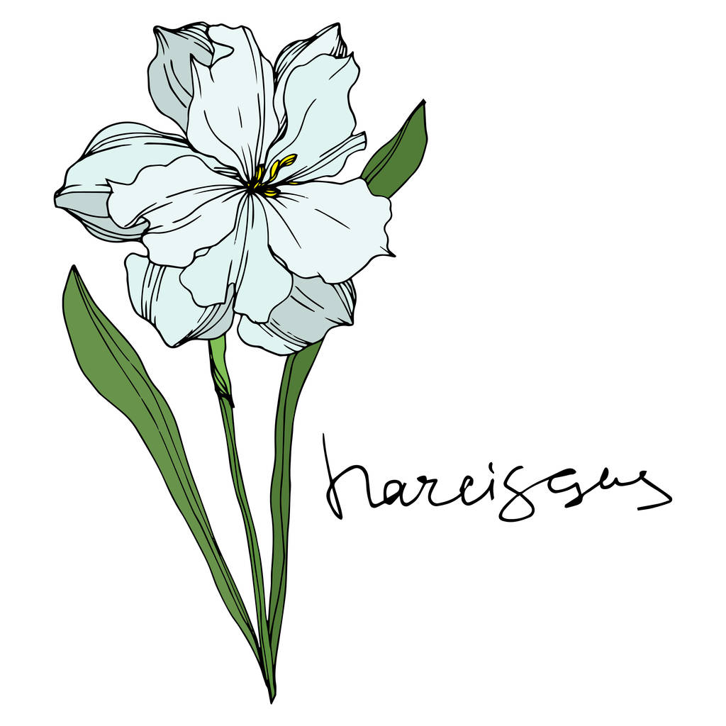 Vektori Narcissus kukka kasvitieteellinen kukkia. Musta ja valkoinen kaiverrettu muste taidetta. Erillinen Narcissus-havainnollistamiselementti
. - Vektori, kuva