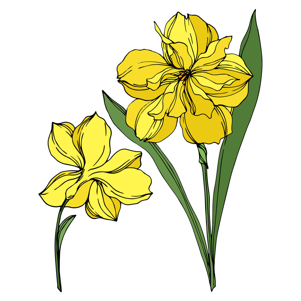 Vector Narcissus kwiatowy kwiatów botanicznych. Czarno-biała grawerowana sztuka atramentu. Wyizolowany Narcyz element ilustracji. - Wektor, obraz
