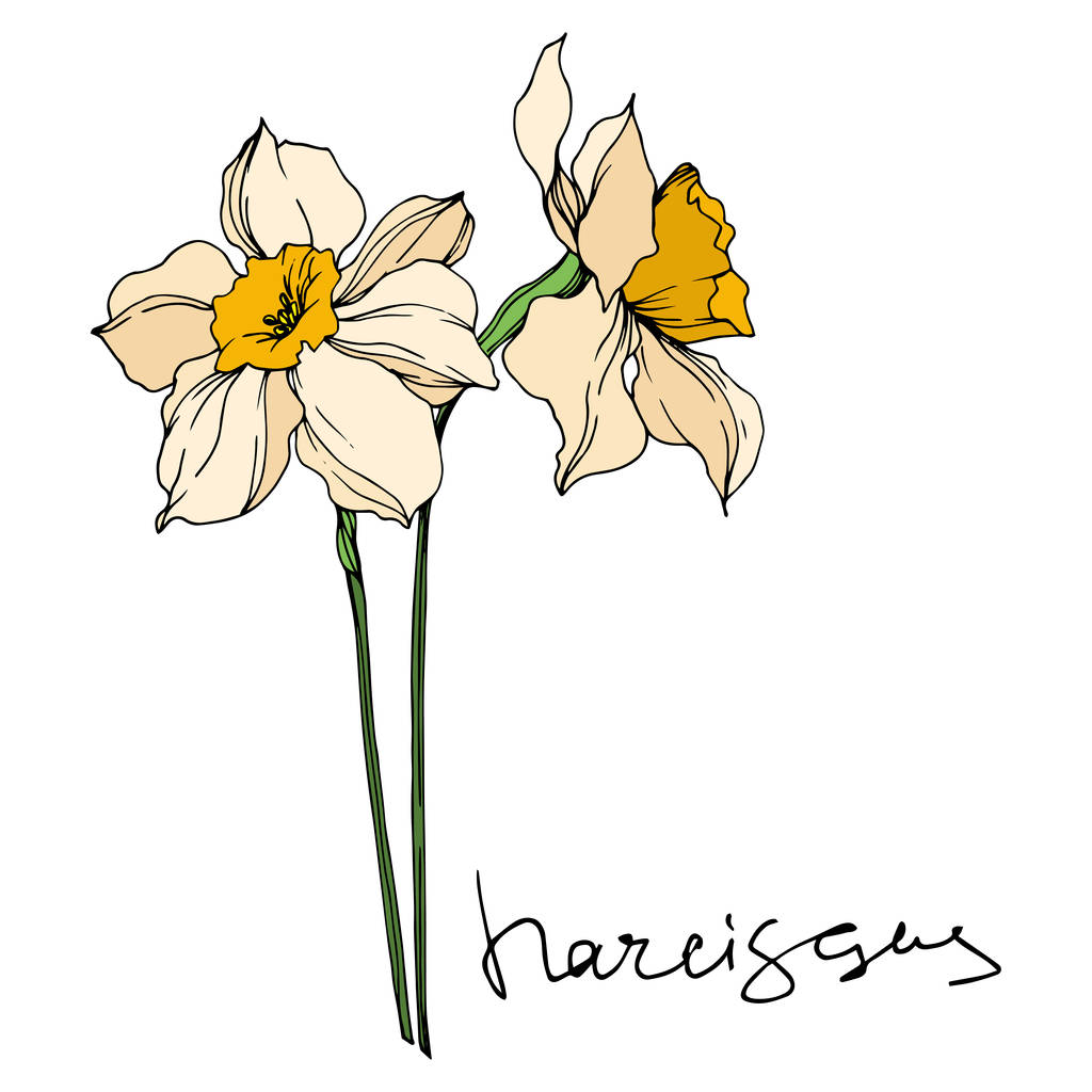 Вектор Нарцисс цветочные ботанические цветы. Черно-белый рисунок чернил. Изолированный элемент иллюстрации нарцисса
. - Вектор,изображение