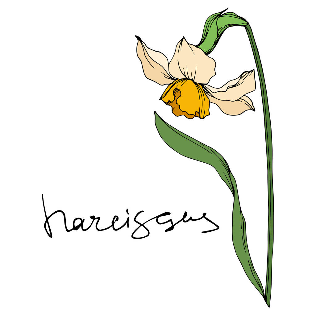 Вектор Нарцис квіткові ботанічні квіти. Чорно-біле гравірування чорнила. Ізольований елемент ілюстрації нарциса
. - Вектор, зображення