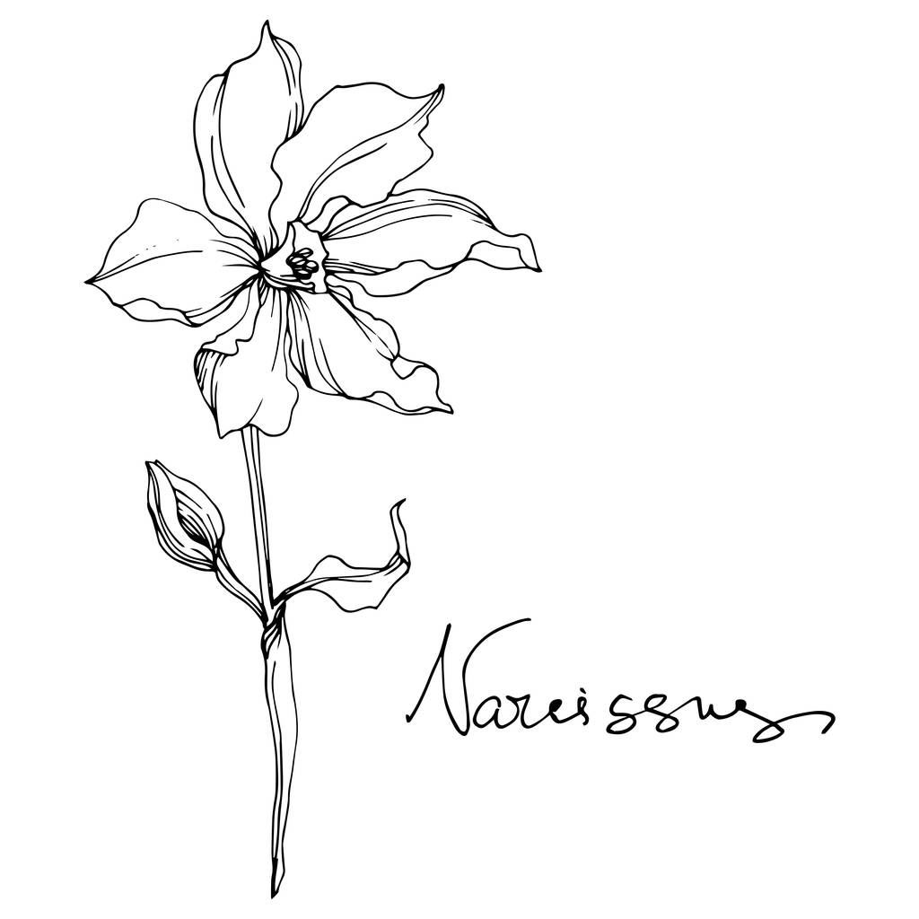 Vetor Narciso flores botânicas florais. Tinta gravada a preto e branco. Isolado elemento ilustração narciso
. - Vetor, Imagem