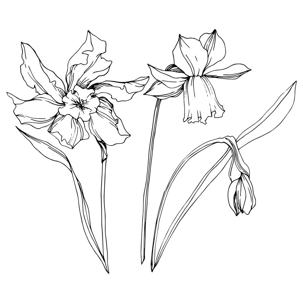 Vector Narcissus flores botánicas florales. Tinta grabada en blanco y negro. Elemento de ilustración narciso aislado
. - Vector, imagen