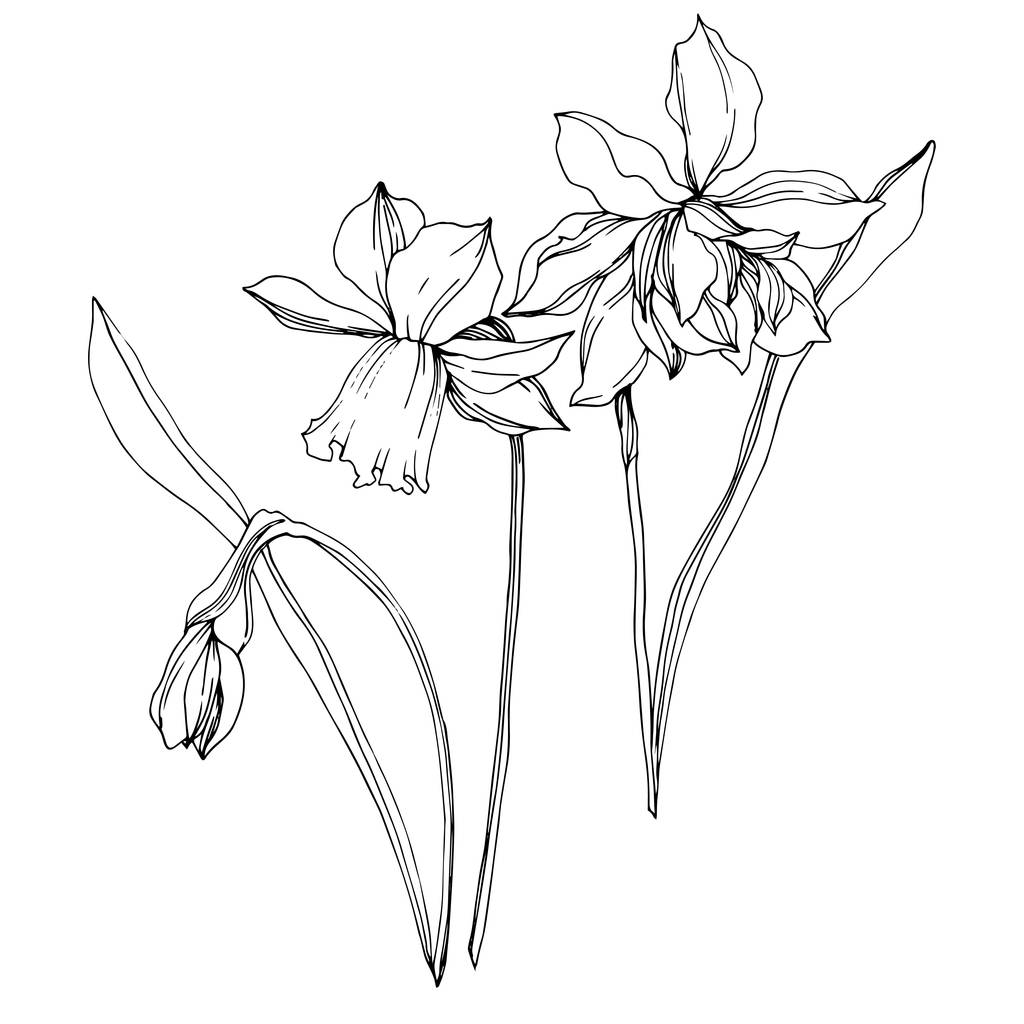 Vector Narcissus kwiatowy kwiatów botanicznych. Czarno-biała grawerowana sztuka atramentu. Wyizolowany Narcyz element ilustracji. - Wektor, obraz