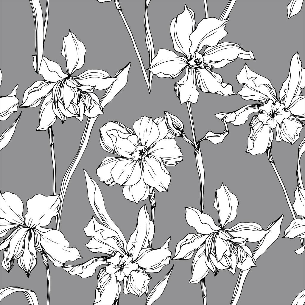 Vektor Narziss florale botanische Blumen. Schwarz-weiß gestochene Tuschekunst. nahtloses Hintergrundmuster. - Vektor, Bild