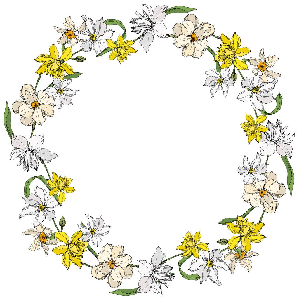 Vektör Narcissus çiçek botanik çiçekler. Siyah ve beyaz oyulmuş mürekkep sanatı. Çerçeve kenarlık süs karesi. - Vektör, Görsel