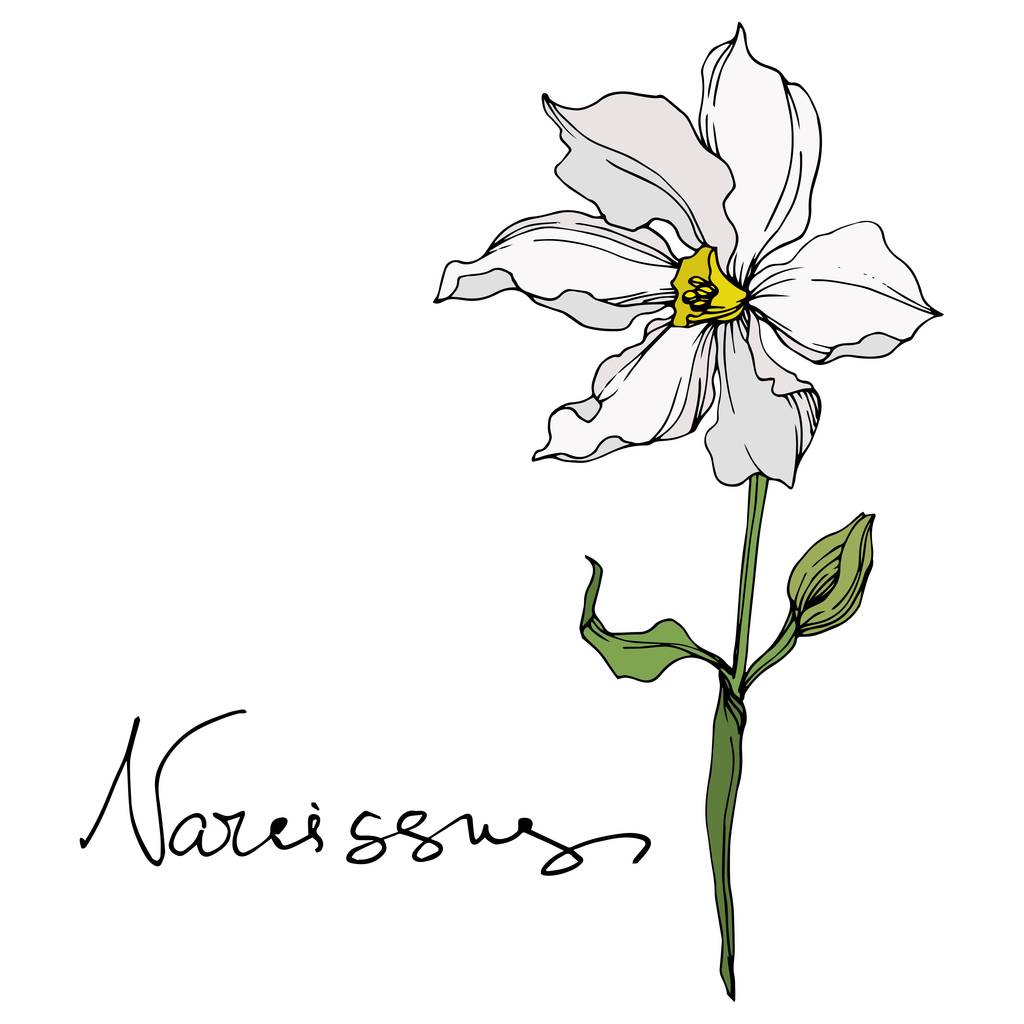 Vektor Narziss florale botanische Blumen. Schwarz-weiß gestochene Tuschekunst. Einzelnes Narziss-Illustrationselement. - Vektor, Bild