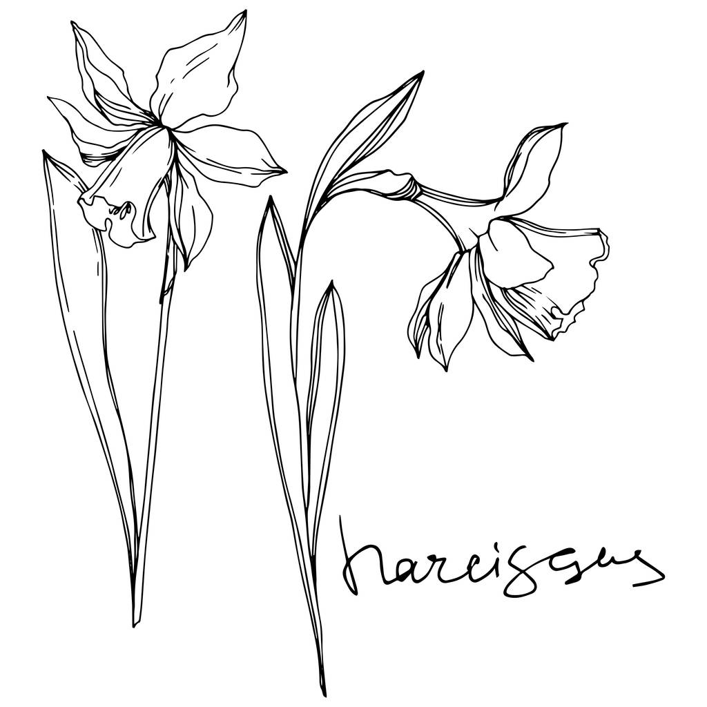 Vetor Narciso flores botânicas florais. Tinta gravada a preto e branco. Isolado elemento ilustração narciso
. - Vetor, Imagem