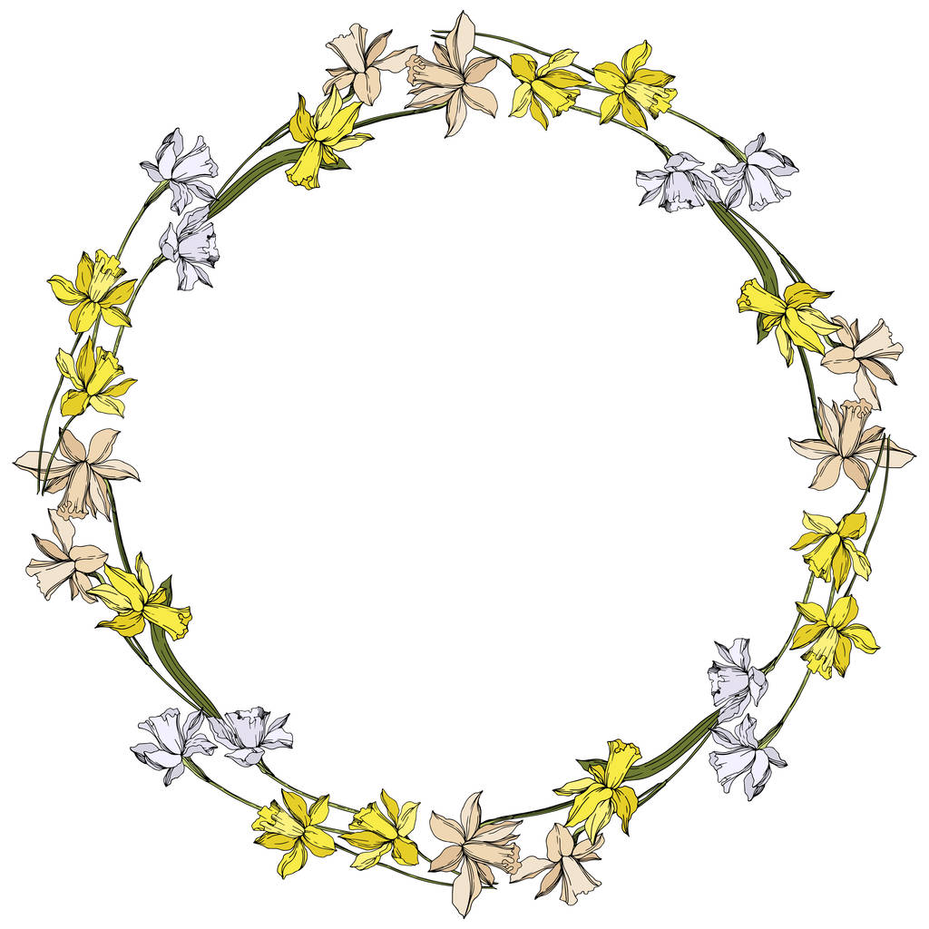 Vector Narcissus kwiatowy kwiatów botanicznych. Czarno-biała grawerowana sztuka atramentu. Obramowanie ramy ornament kwadrat. - Wektor, obraz