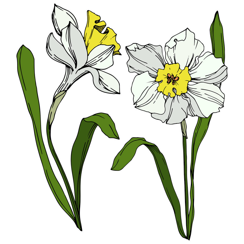 Vector Narcissus kwiatowy kwiat botaniczny. Czarno-biała grawerowana sztuka atramentu. Wyizolowany Narcyz element ilustracji. - Wektor, obraz