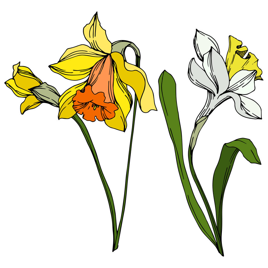 Vecteur Narcisse fleur botanique florale. Encre gravée en noir et blanc. Élément d'illustration narcissique isolé
. - Vecteur, image