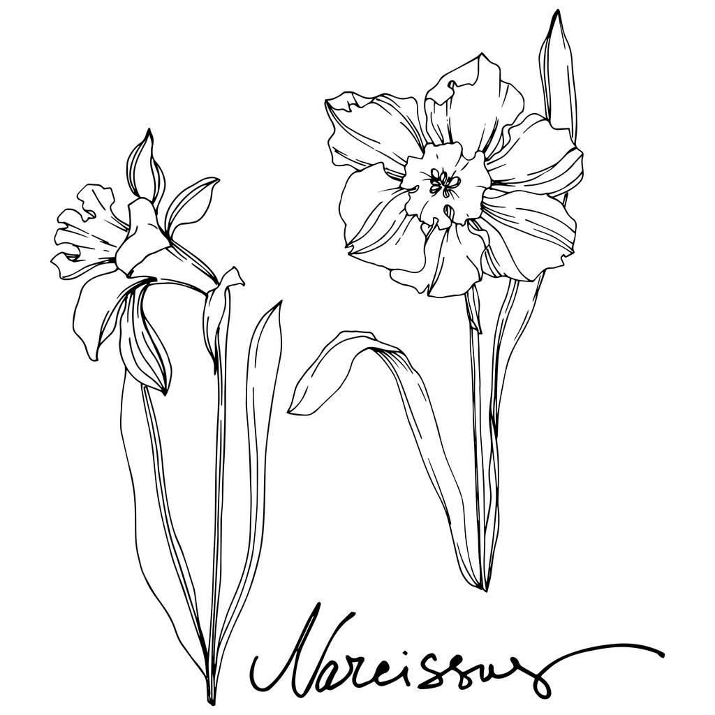 Вектор Нарцисс цветочный ботанический цветок. Черно-белый рисунок чернил. Изолированный элемент иллюстрации нарцисса
. - Вектор,изображение